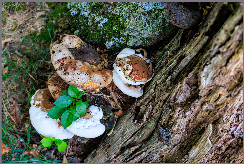 Fungi and Wood Texture by hjbenson