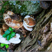 Fungi and Wood Texture by hjbenson