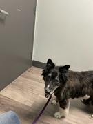 24th Jul 2024 - Consult at a vet's office