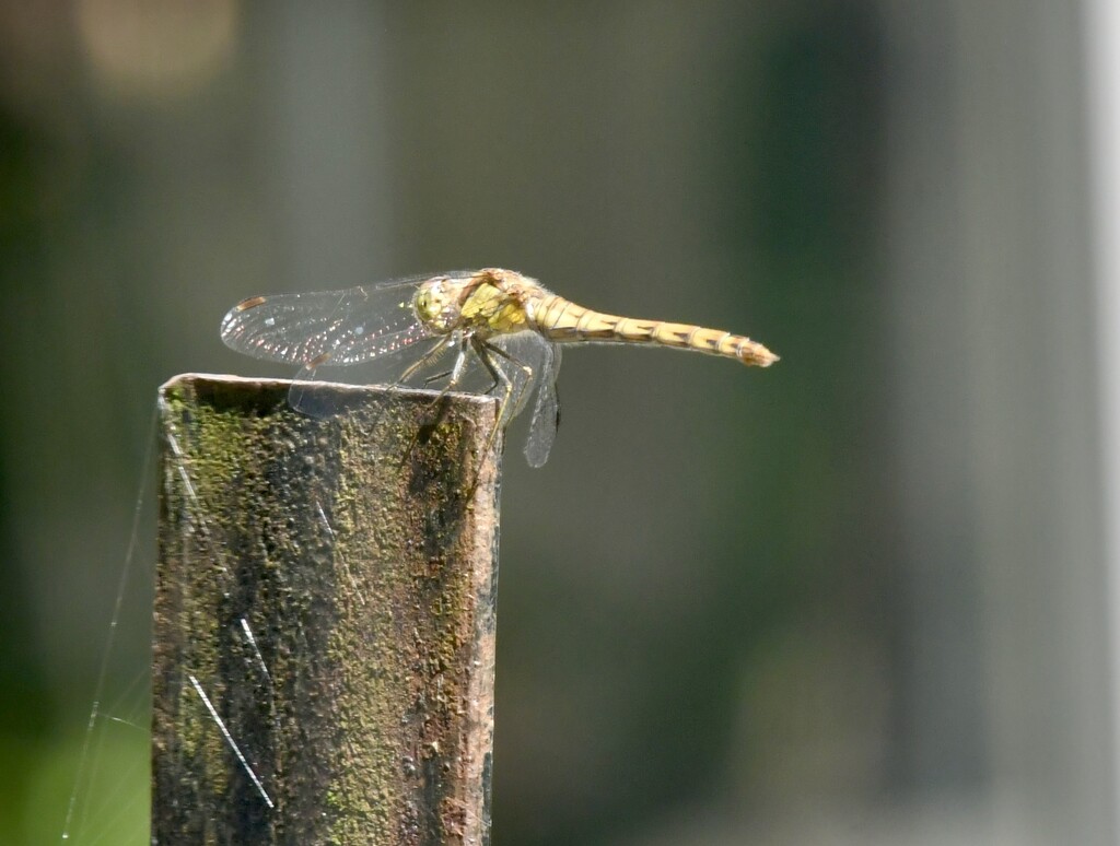 Damselfly  by rosiekind