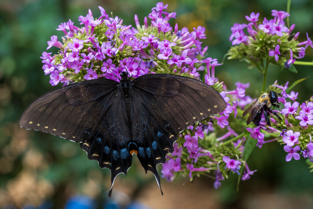 Two for One by kvphoto