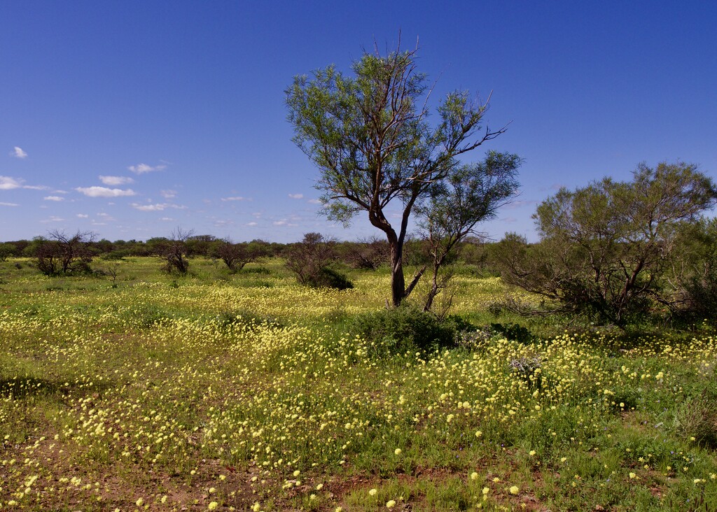 The Countryside Is Starting To Bloom P7273069 by merrelyn