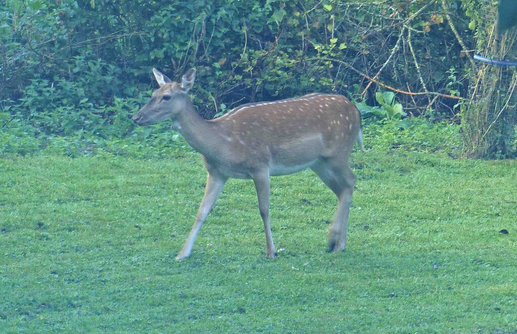 Fallow Deer by arkensiel