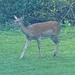 Fallow Deer by arkensiel