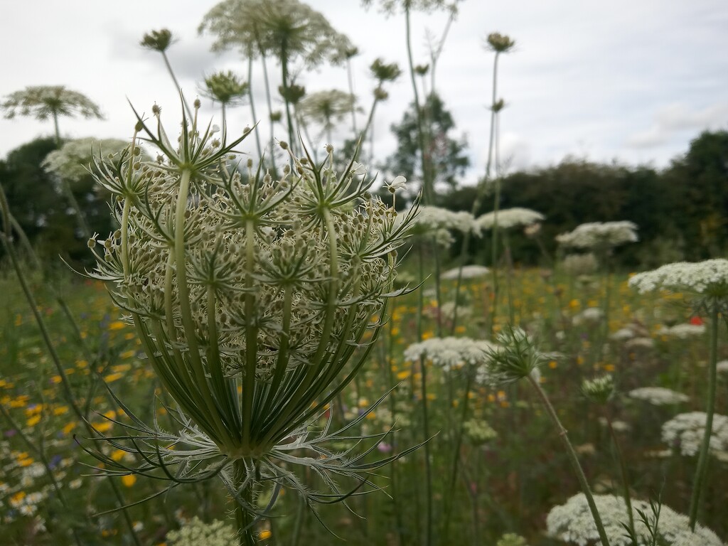 Wild carrot by 365projectorgjoworboys