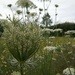 Wild carrot by 365projectorgjoworboys