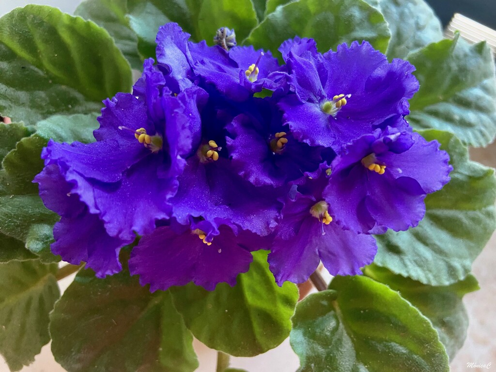 African Violet by monicac