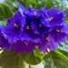 African Violet by monicac