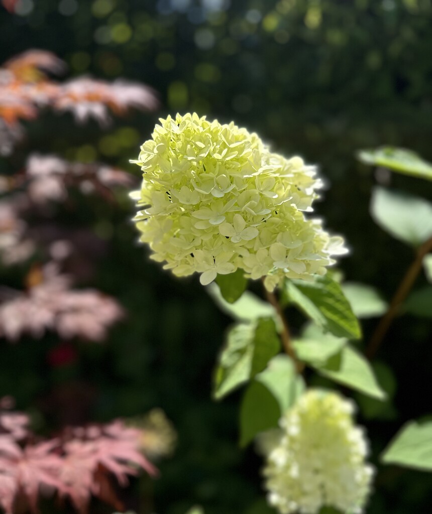 Blooming lovely  by wendystout