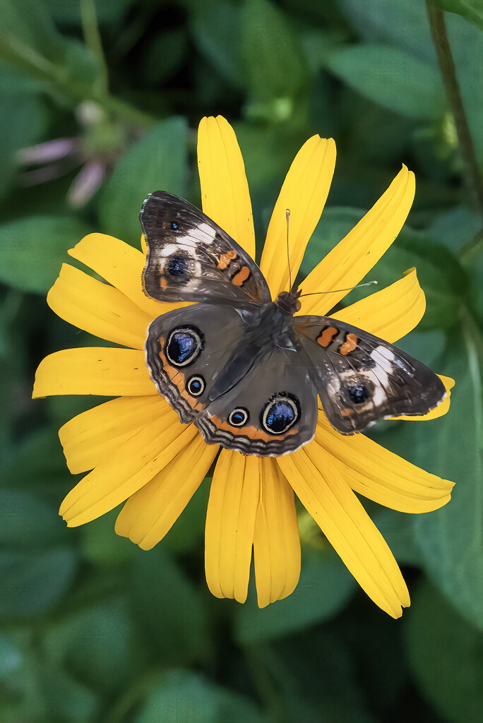 Buckeye by k9photo