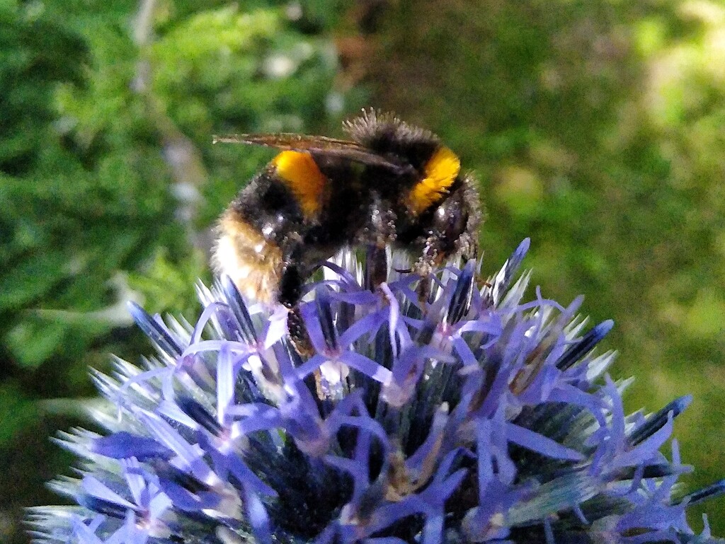 Finally! Visitors to the Echinops by 30pics4jackiesdiamond