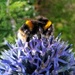 Finally! Visitors to the Echinops by 30pics4jackiesdiamond