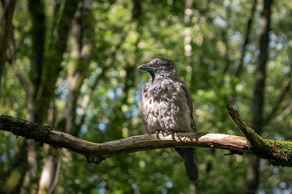 Hooded crow by helstor365