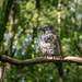 Hooded crow by helstor365