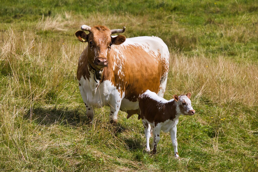 Telemark cattle by okvalle