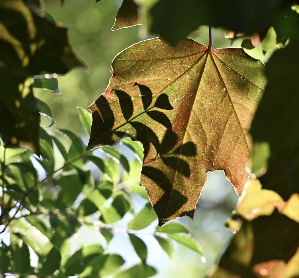 Leafy shadows  by wendystout