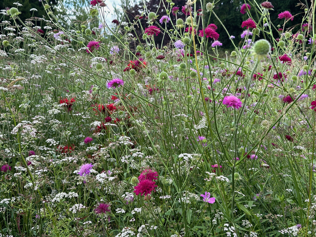 Wild Flowers in Abundance by 365projectmaxine