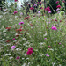 Wild Flowers in Abundance by 365projectmaxine