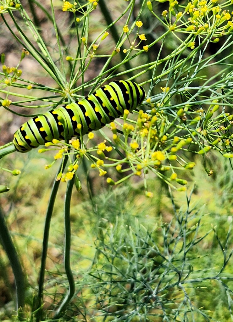 Snacking on Dill by jo38