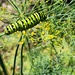 Snacking on Dill by jo38