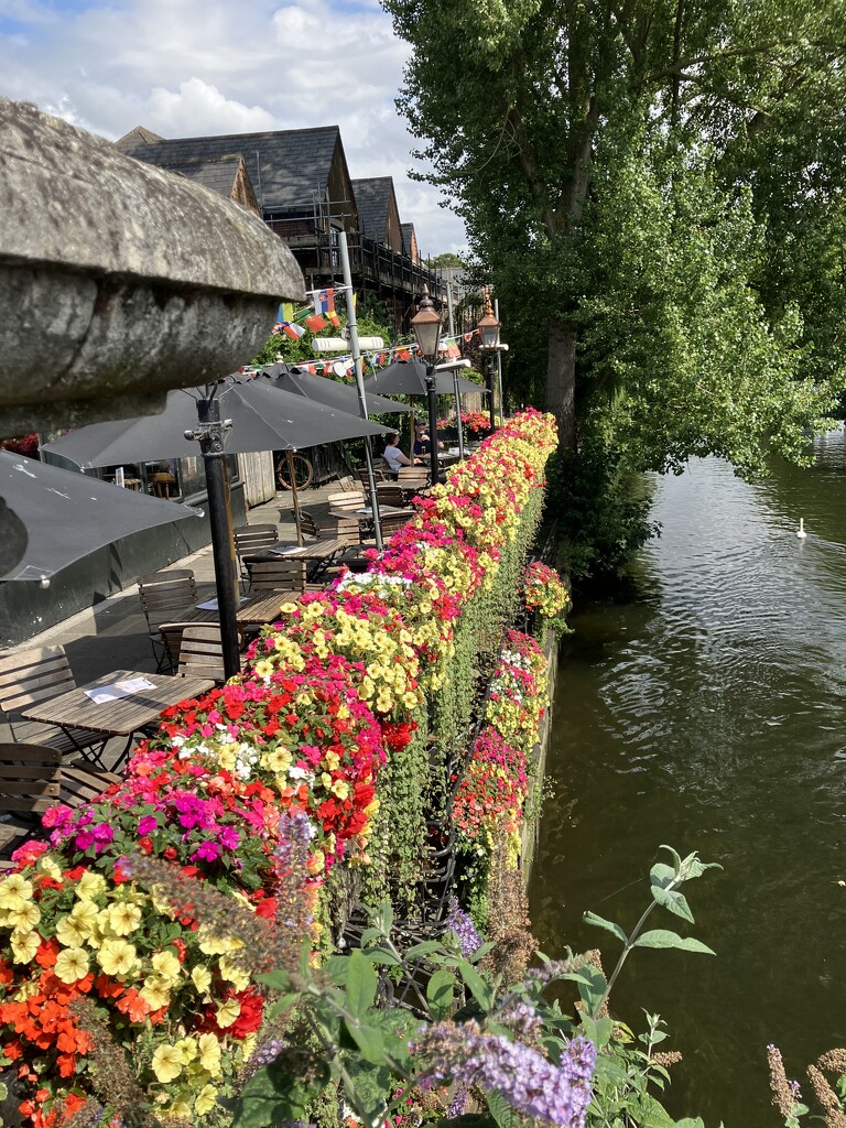 Flowers by the Wensum by foxes37