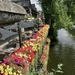 Flowers by the Wensum by foxes37