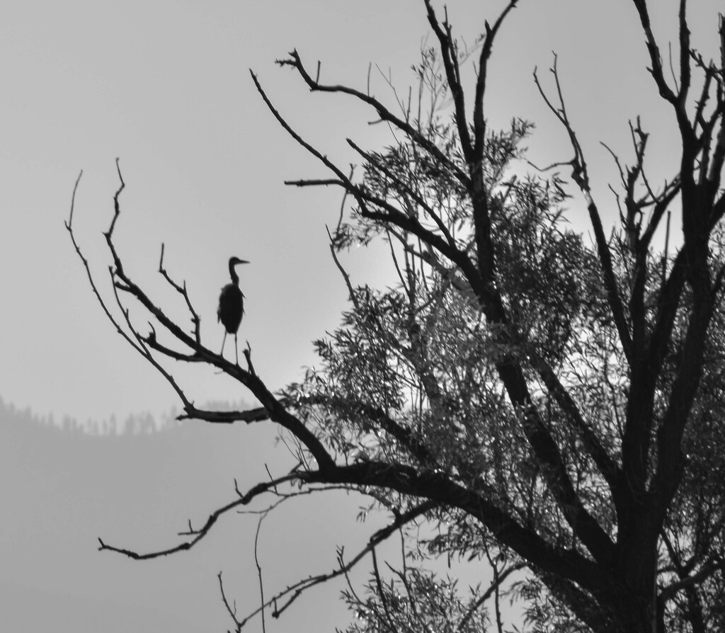 One of Yesterday's Herons Flew To a Tree... by bjywamer