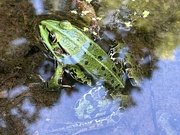 27th Jul 2024 - Frog