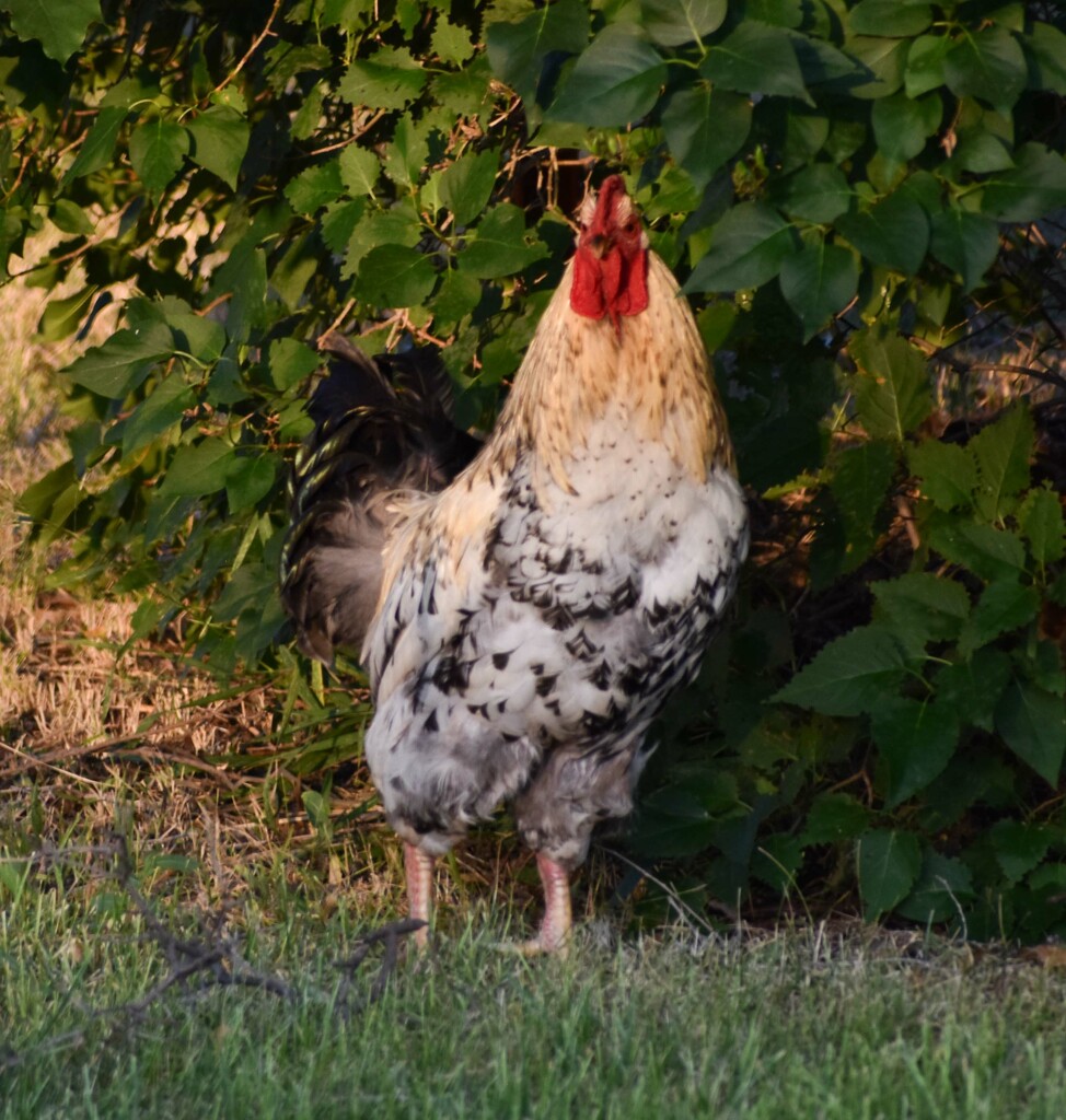 Yesterday's Rooster...Crowing! by bjywamer