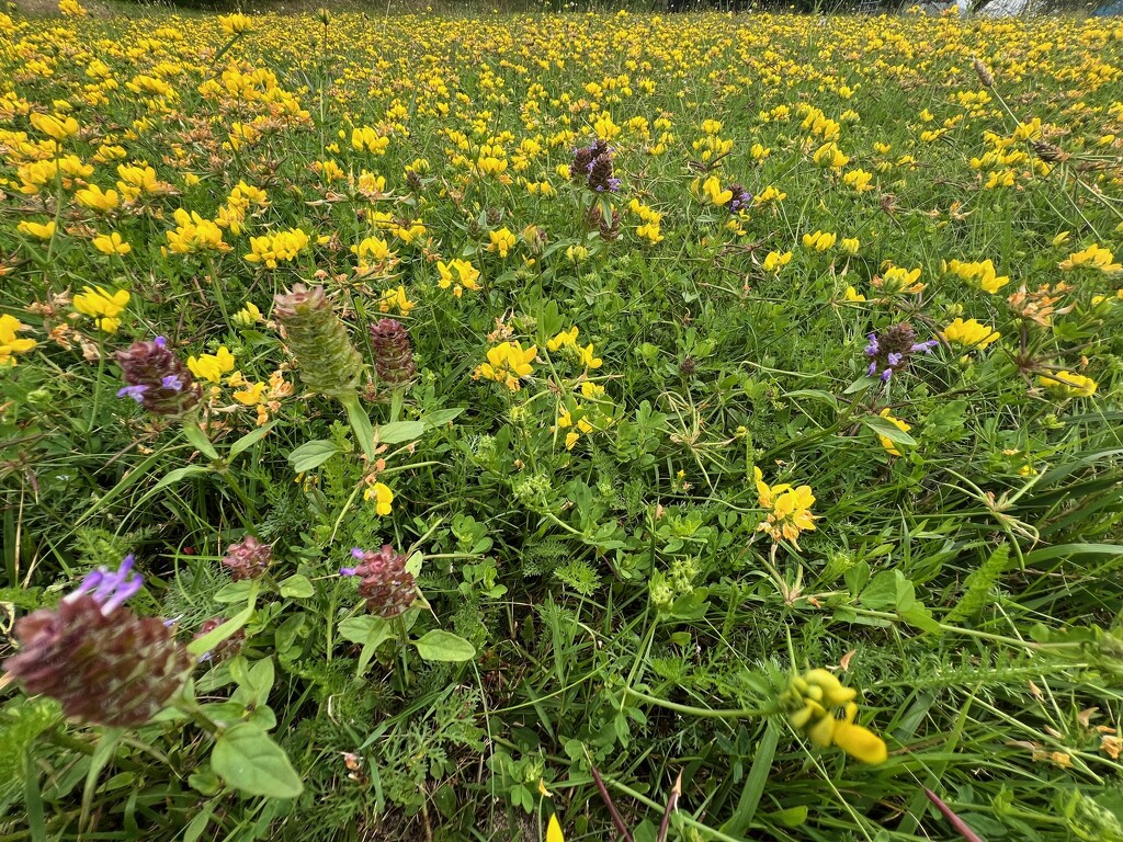 Meadow by mattjcuk