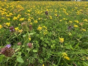 20th Jul 2024 - Meadow