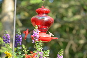 27th Jul 2024 - Chameleon Hummer