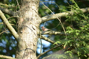 27th Jul 2024 - House Finch