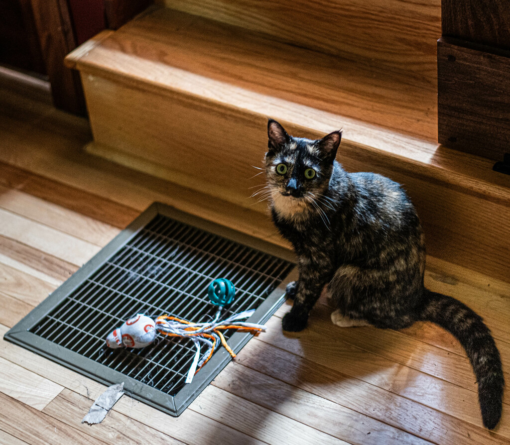 Sparrow and her toys by darchibald