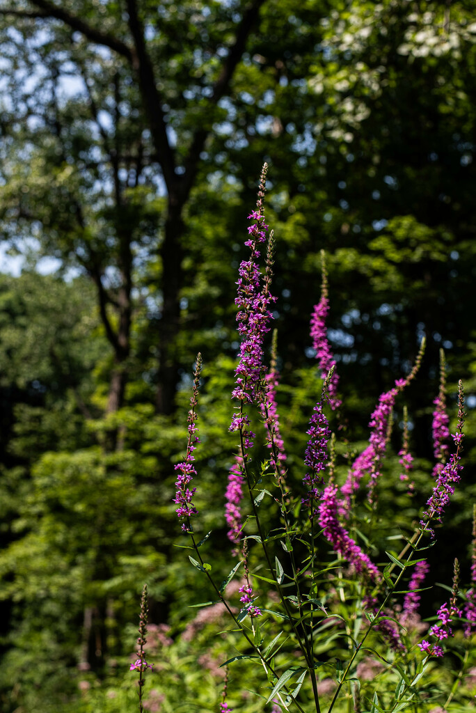 Purple Loosestrife by darchibald