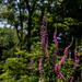 Purple Loosestrife by darchibald