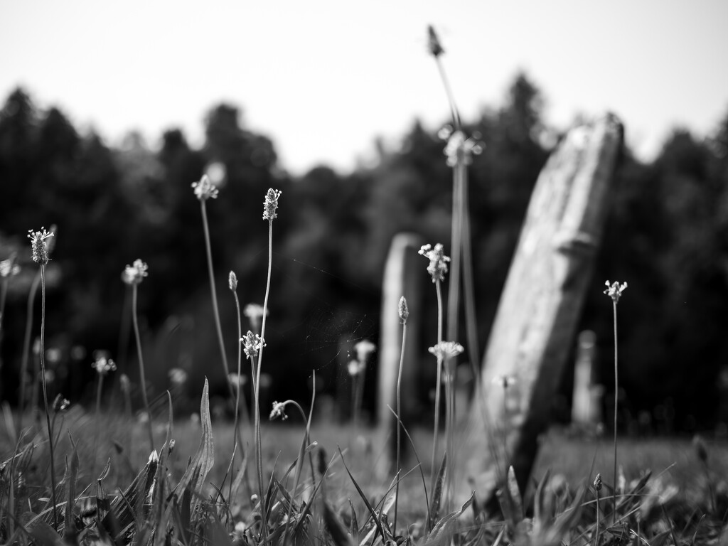 cemetery  by northy