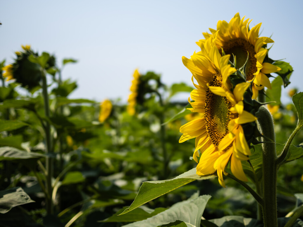 Sunflower by northy