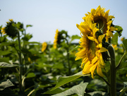 27th Jul 2024 - Sunflower