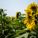 Sunflower by northy