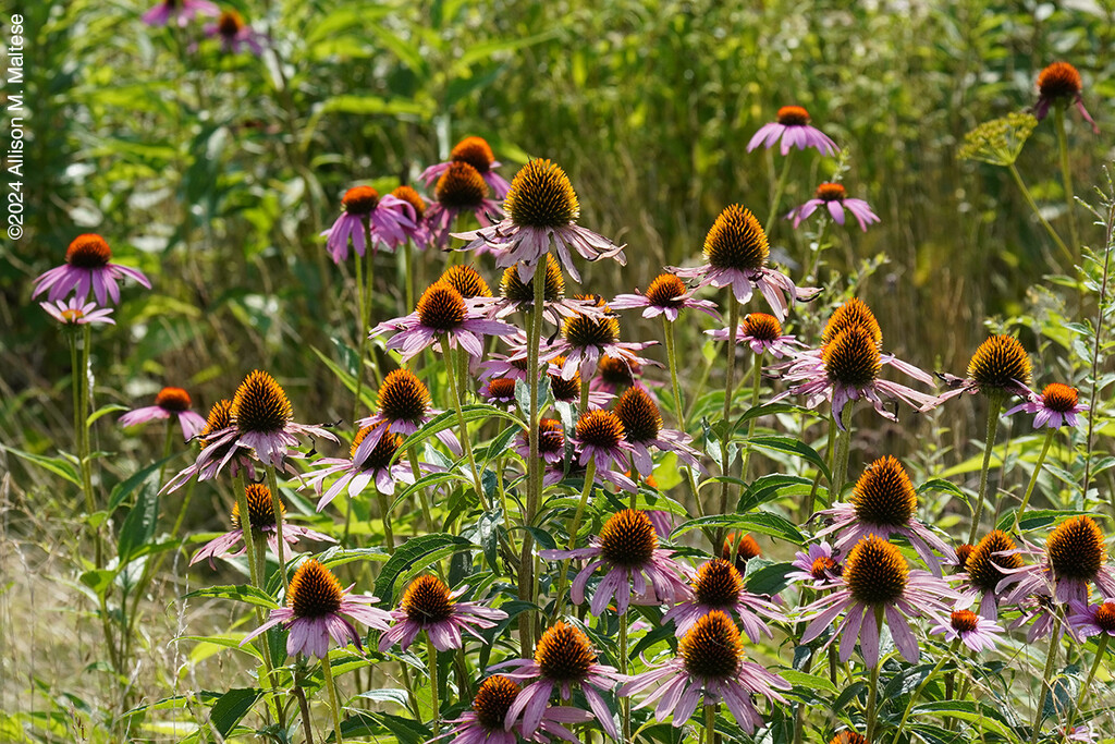 Pollinator Heaven by falcon11