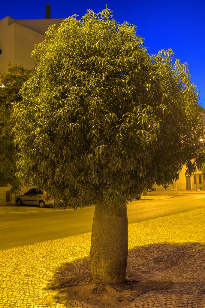 A Tree by the Twilight  by augusto