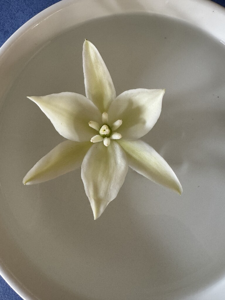 Flower Floating in Water by horter