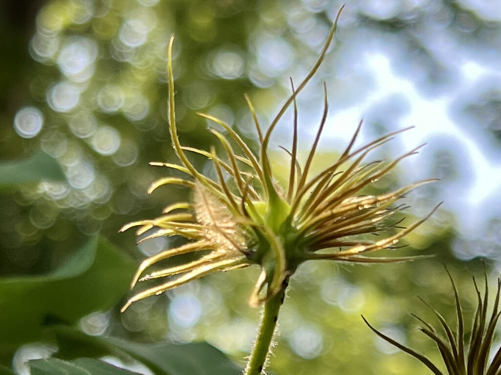 clematis goes to seed… by amyk