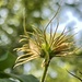 clematis goes to seed…