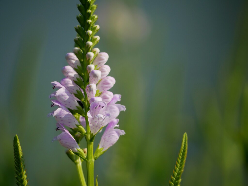 Obediant Plant by ljmanning