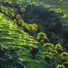 Trees on the diagonal  by christinav