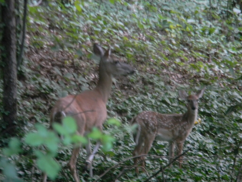 Mother and Baby Deer  by sfeldphotos