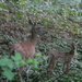 Mother and Baby Deer  by sfeldphotos