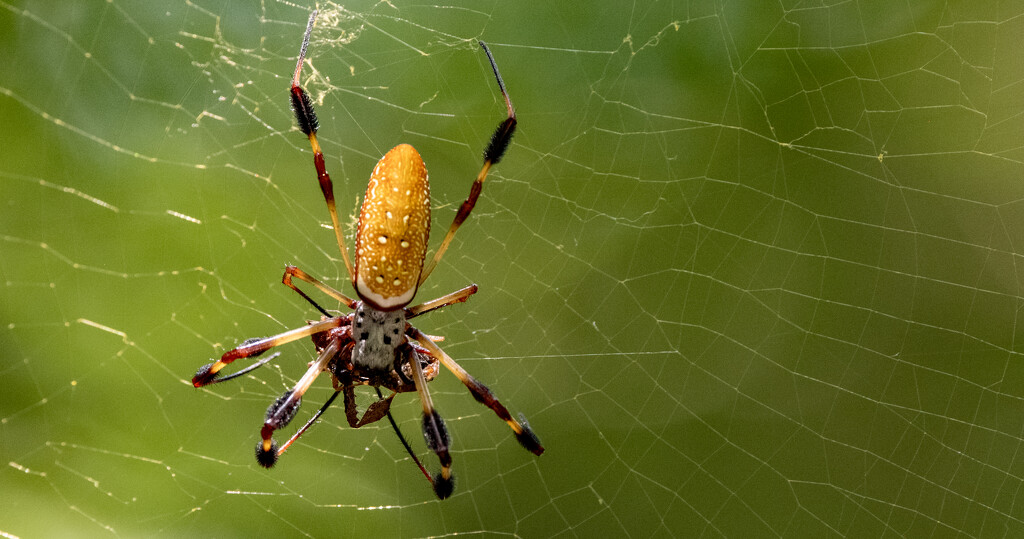 Spider with Lunch! by rickster549